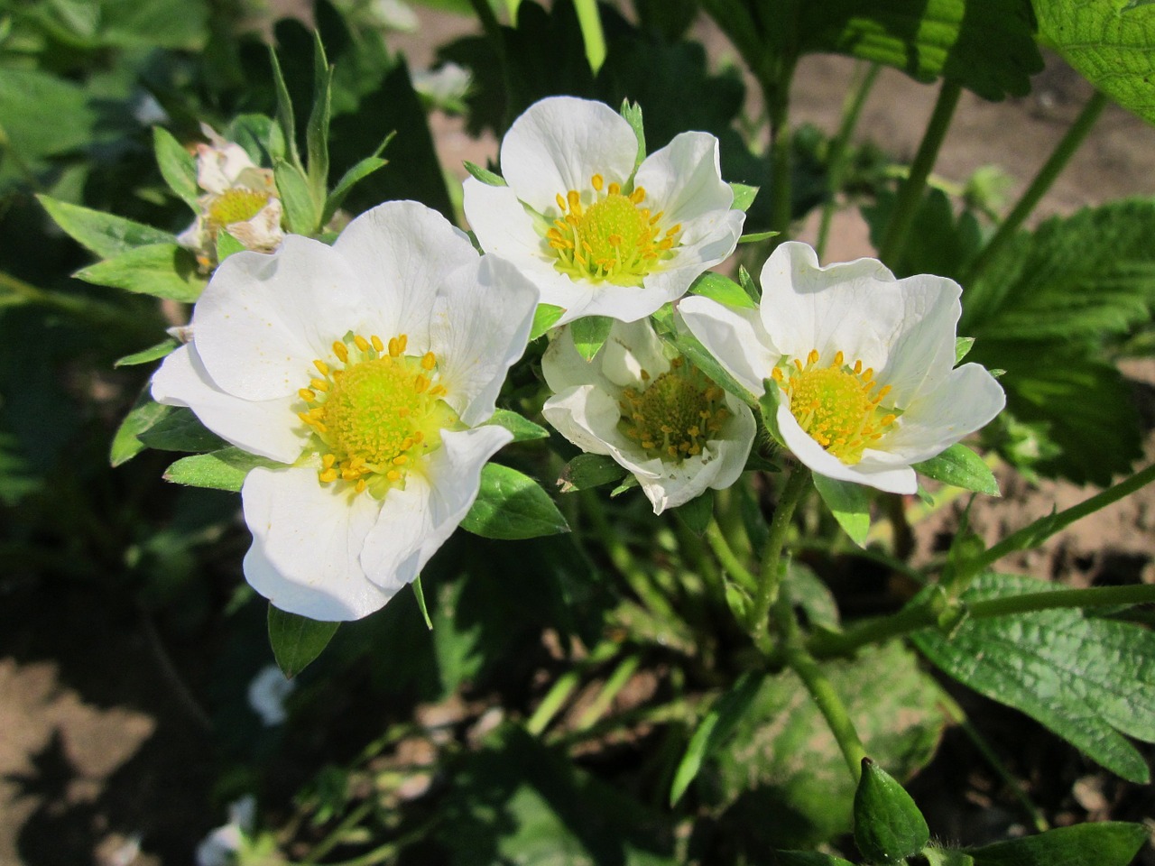 Braškės,  Augalas,  Laukas,  Žiedas,  Žiedynas,  Žydi,  Makro,  Vaisiai,  Botanika,  Flora