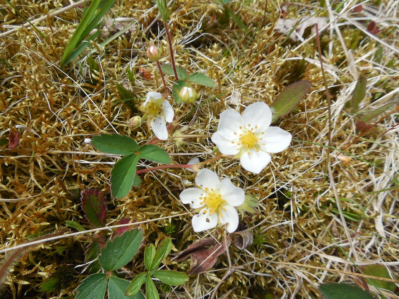 Braškių Žiedai, Pavasaris, Gėlė, Braškės, Žalias, Sezonas, Lapai, Augalas, Gamta, Žydėti