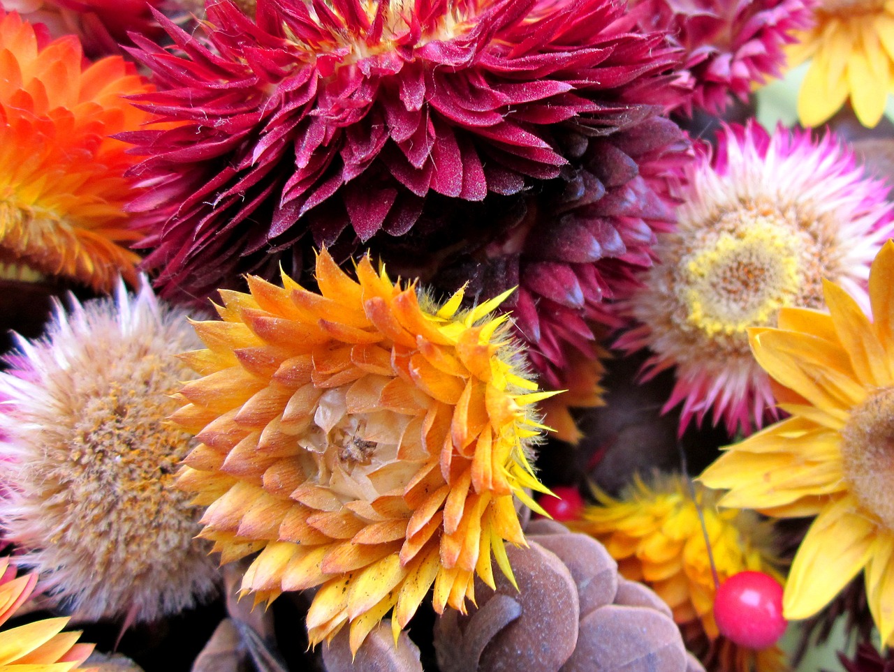 Strawflowers, Sausas, Gėlė, Nemokamos Nuotraukos,  Nemokama Licenzija