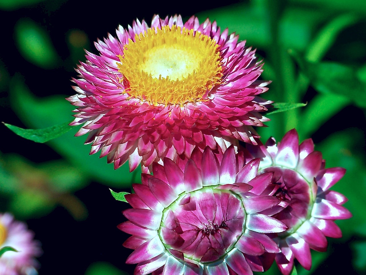 Strawflowers, Augalas, Žydi, Spalvinga, Žiedas, Šviežias, Makro, Šviesus, Nemokamos Nuotraukos,  Nemokama Licenzija