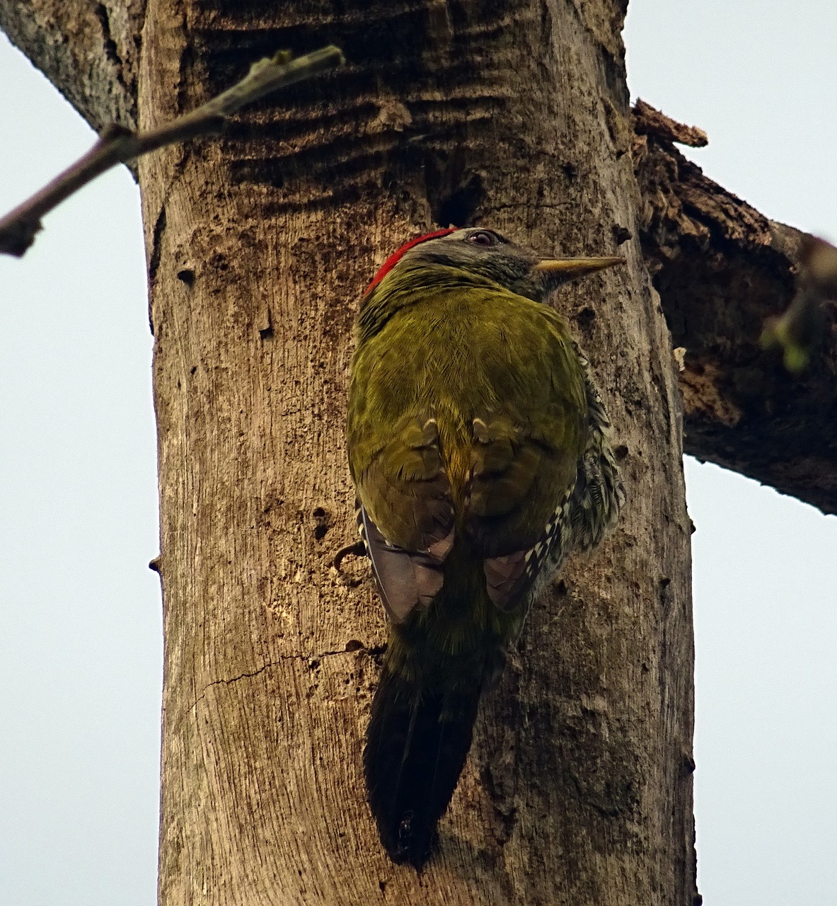 Serbentinis Varlė, Paukštis, Dzenis, Picus Xanthopygaeus, Aves, Paukštis, Fauna, Iim, Kolkata, Indija