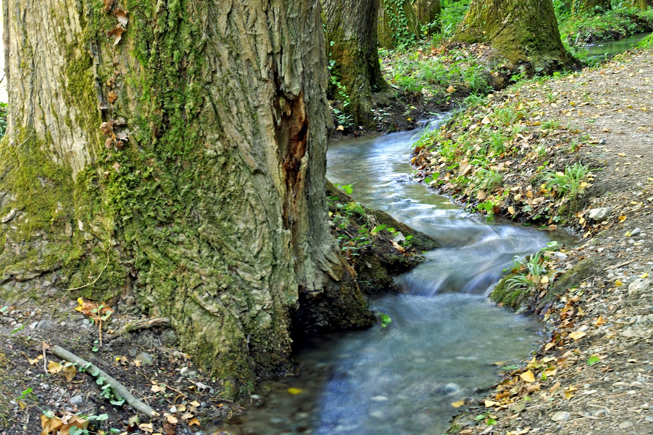 Srautas, Vanduo, Miškas, Orsomarso, Kalabrija, Medžiai, Į Mišką, Gamta, Žalias, Nemokamos Nuotraukos