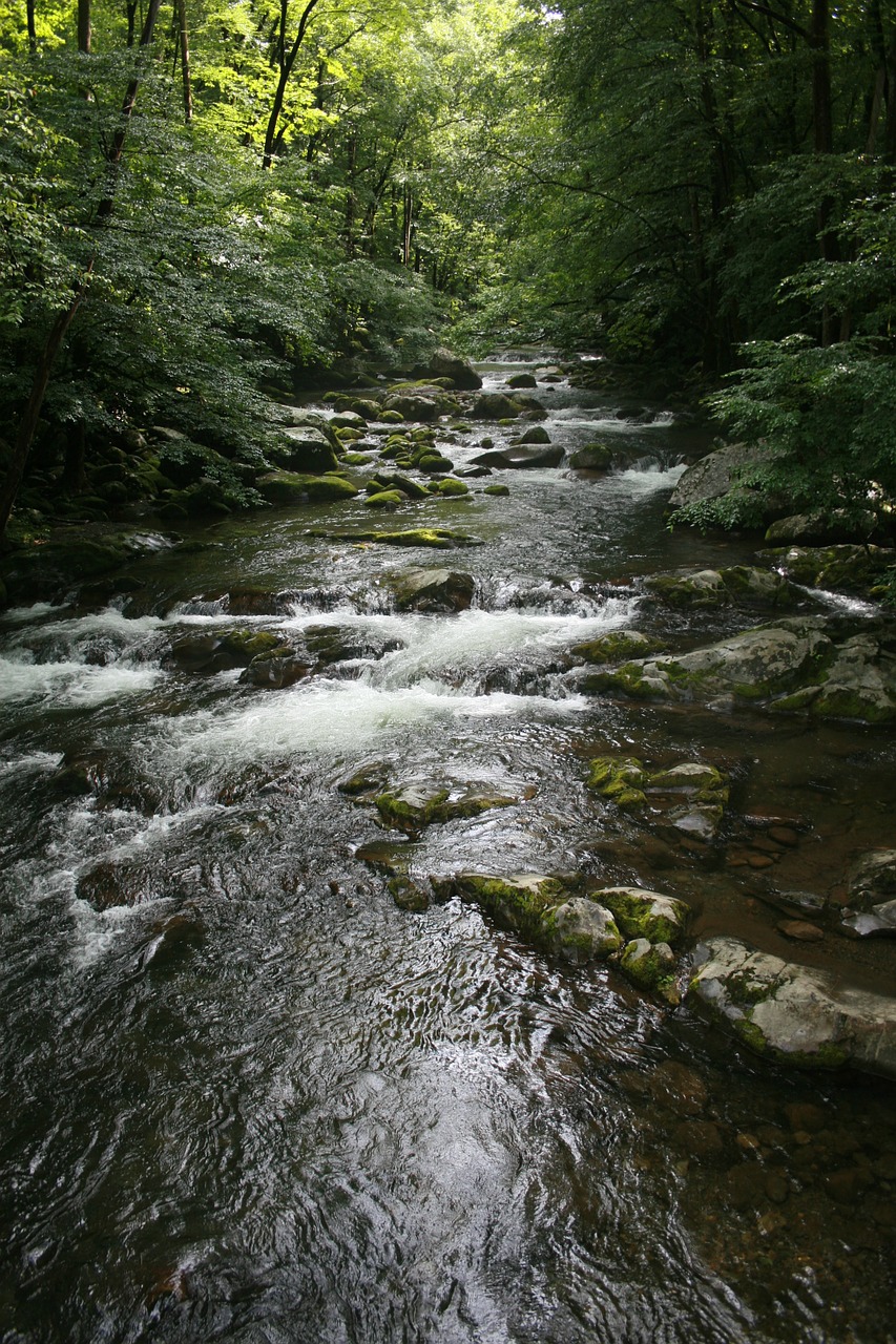 Srautas, Miškas, Gamta, Vanduo, Žalias, Upelis, Gražus, Teka, Lauke, Nemokamos Nuotraukos