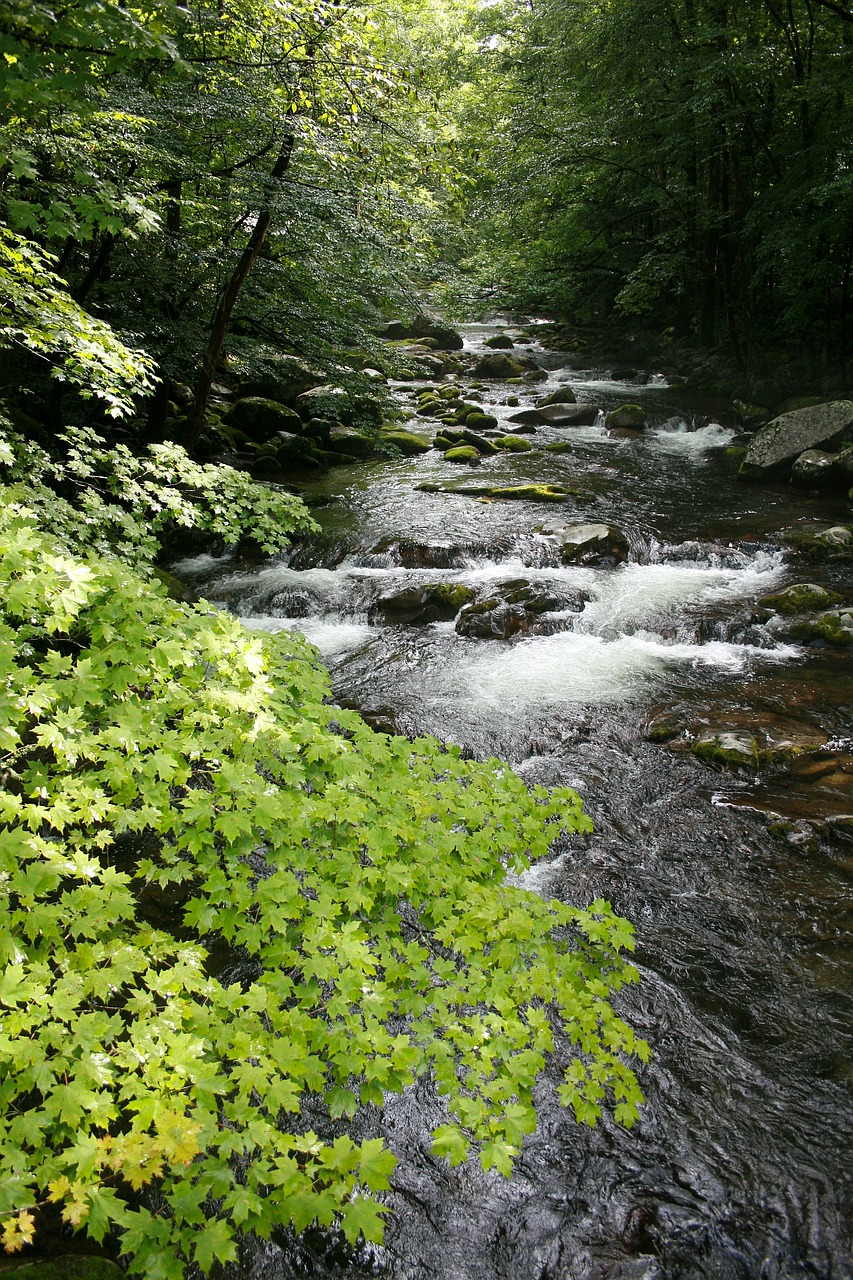 Srautas, Miškas, Gamta, Vanduo, Žalias, Upelis, Gražus, Teka, Lauke, Nemokamos Nuotraukos