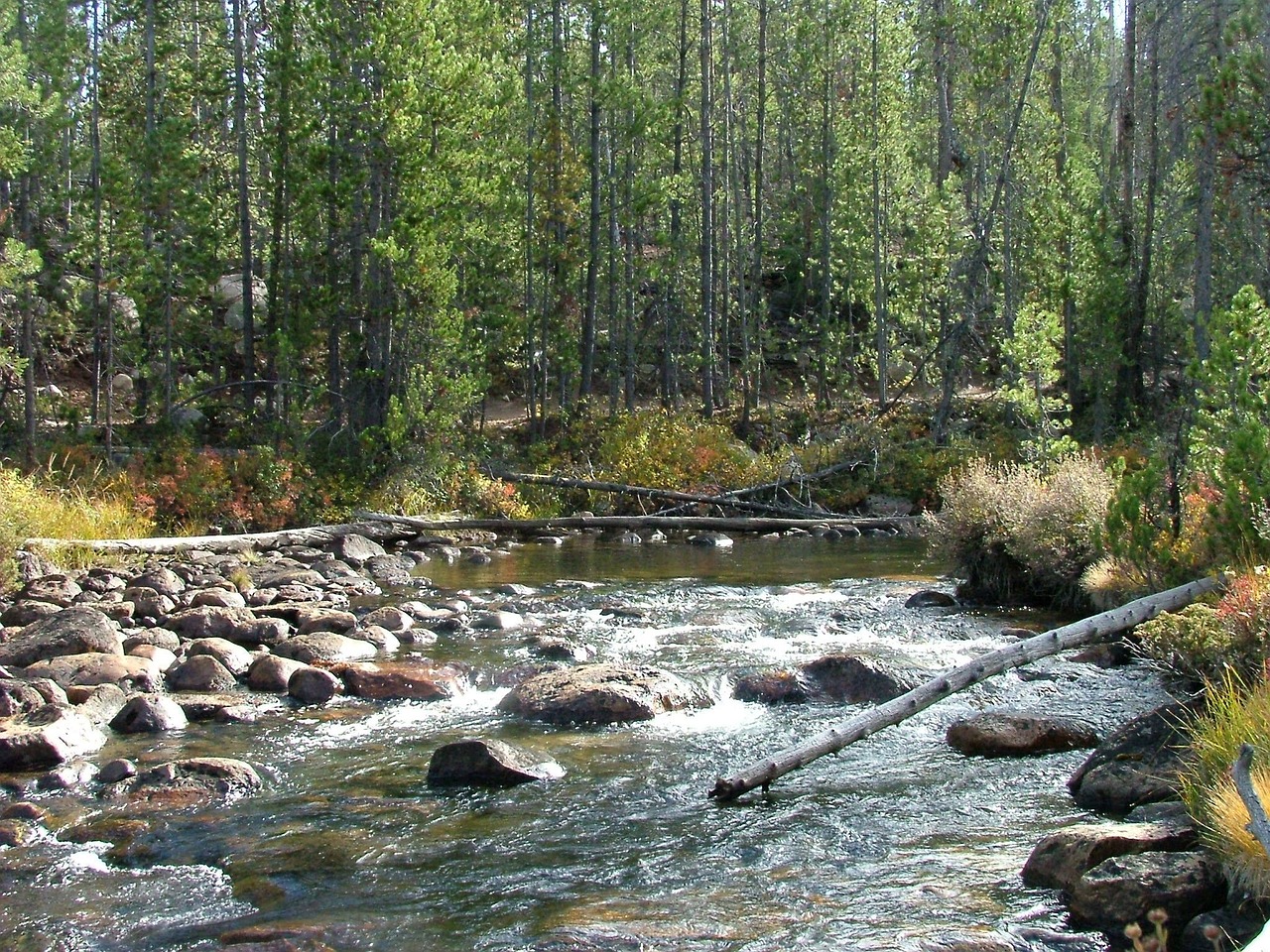 Srautas, Slenksčiai, Miškas, Upė, Akmenys, Medžiai, Teka, Nemokamos Nuotraukos,  Nemokama Licenzija