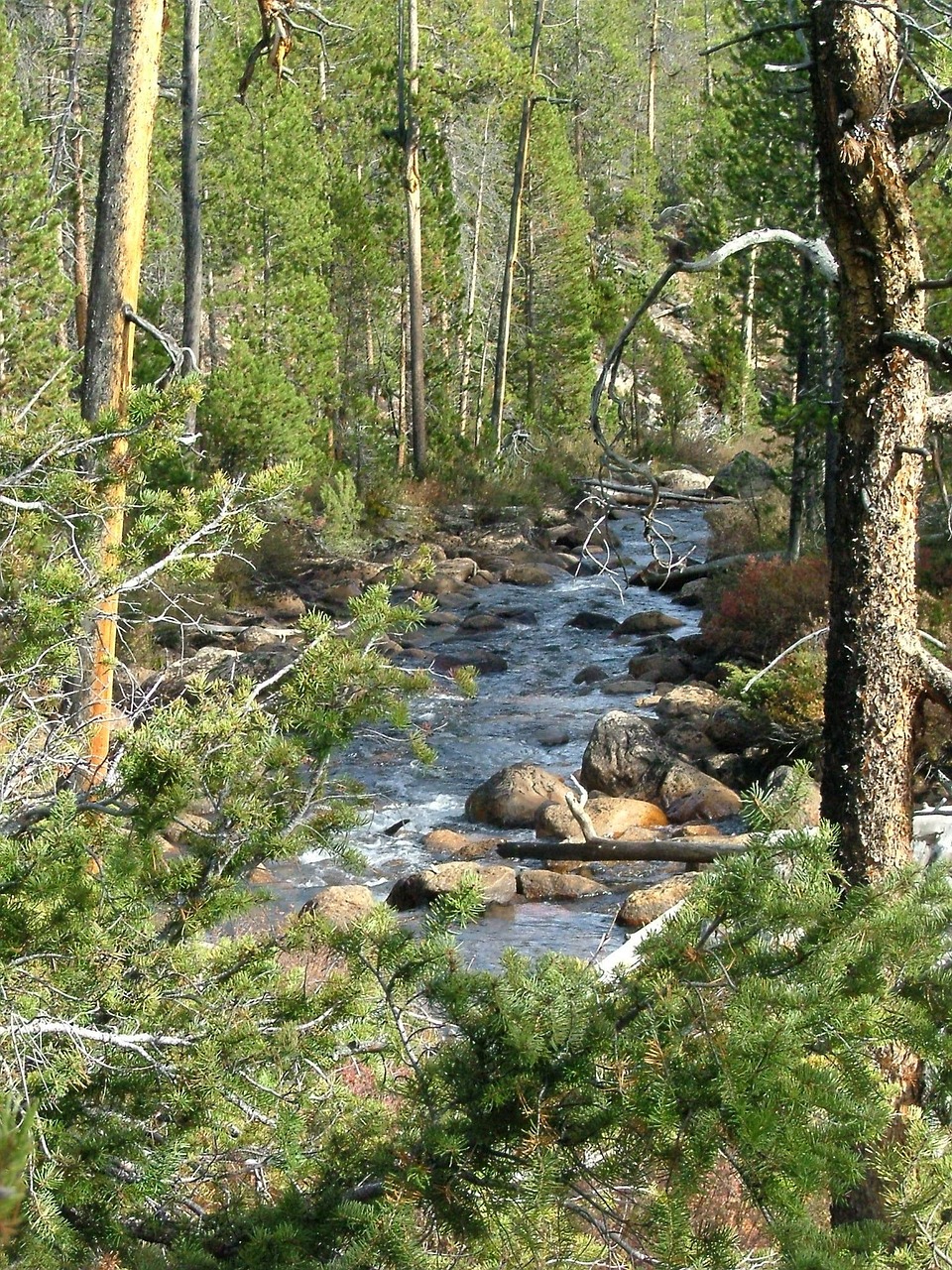 Srautas, Slenksčiai, Miškas, Upė, Akmenys, Medžiai, Teka, Nemokamos Nuotraukos,  Nemokama Licenzija