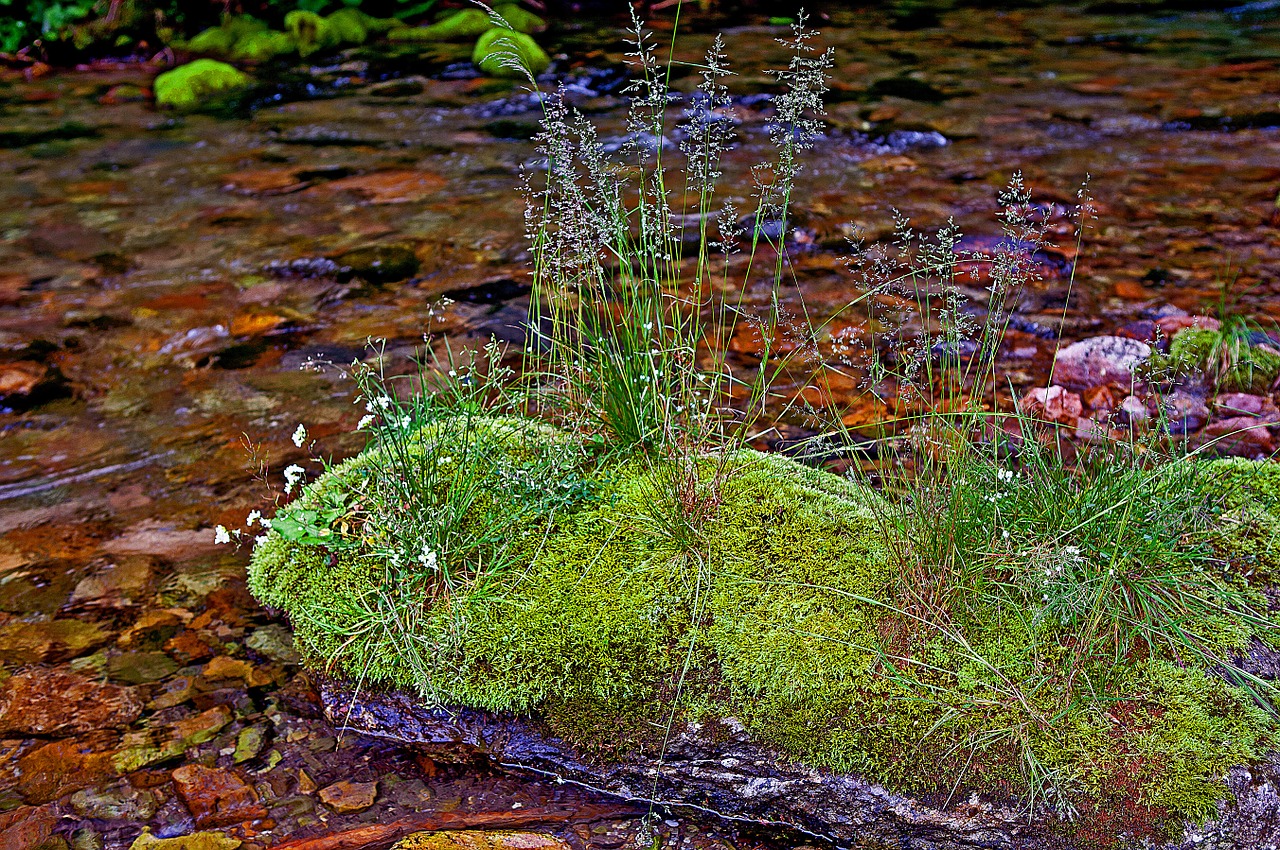 Srautas Kościeliski, Kościeliska Slėnis, Tatry, Vakarų Tatras, Upė, Vanduo, Teka, Akmenys, Samanos, Žolė