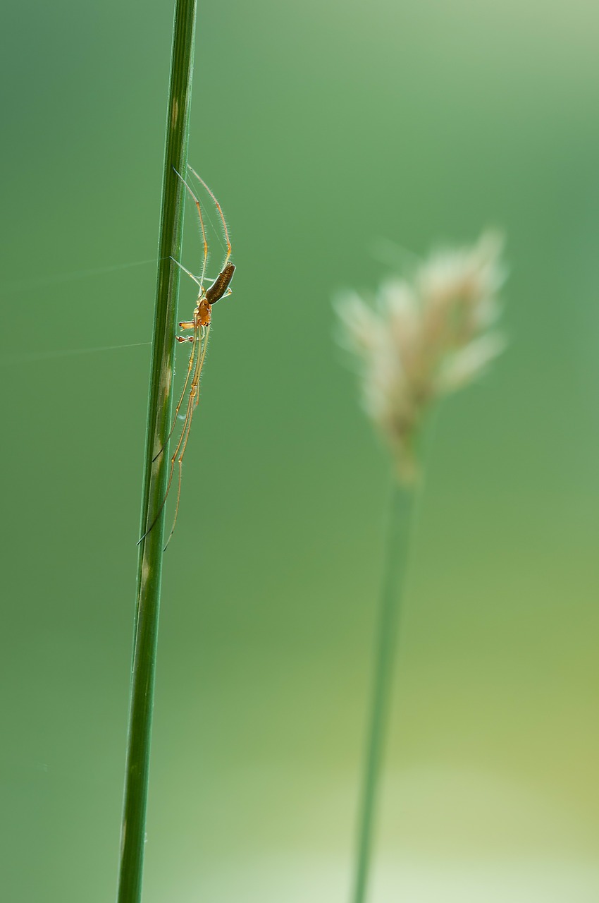 Strikerinis Voras, Tetragnatha Extensa, Voras, Gamta, Vabzdys, Augalas, Arachnid, Perspektyvaus, Nemokamos Nuotraukos,  Nemokama Licenzija