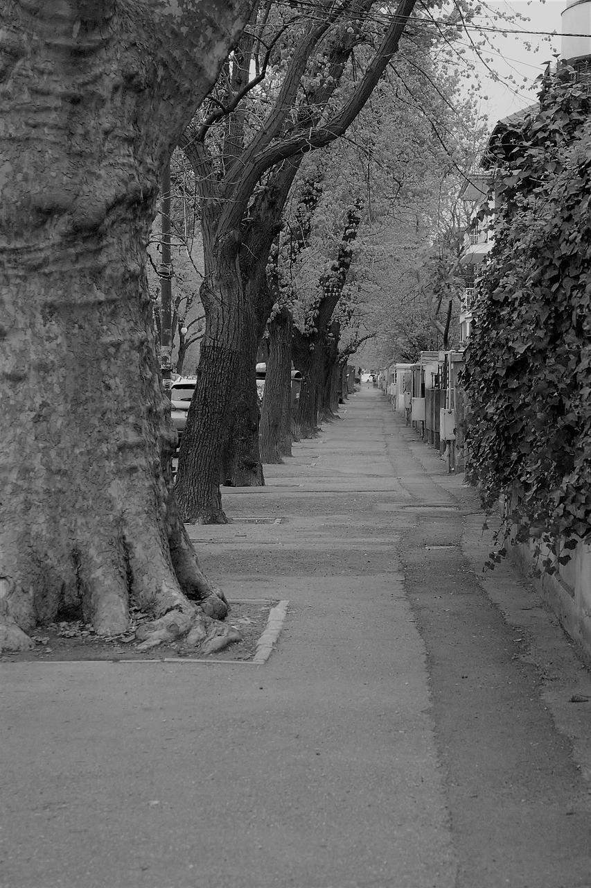 Gatvė, Medžiai, Vienatvė, Nemokamos Nuotraukos,  Nemokama Licenzija