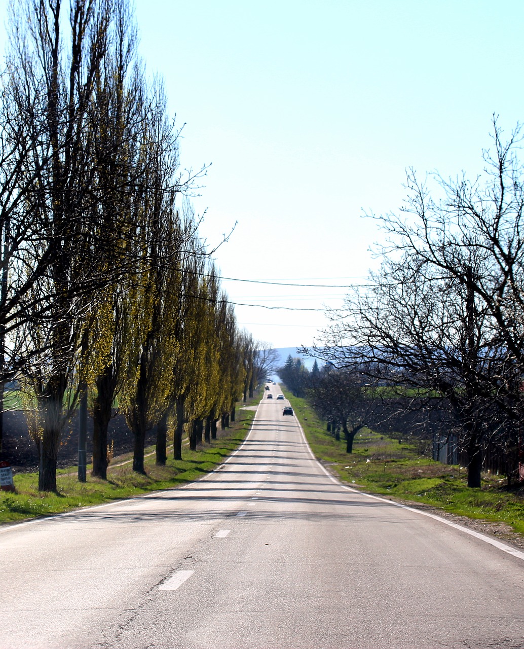 Gatvė, Maršrutas, Medžiai, Nemokamos Nuotraukos,  Nemokama Licenzija