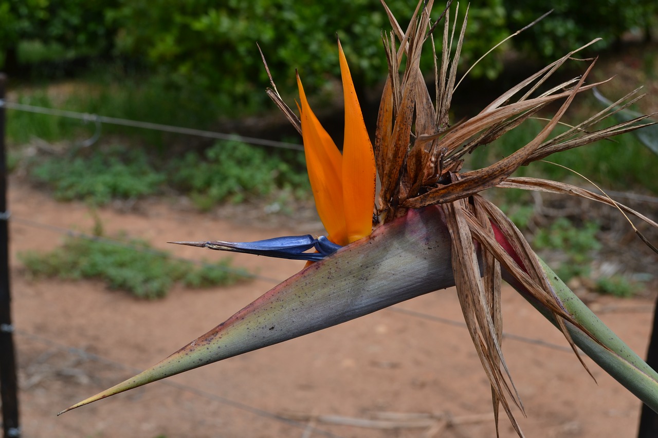 Strelitza, Pietų Afrika, Gėlė, Rojaus Paukštis, Nemokamos Nuotraukos,  Nemokama Licenzija