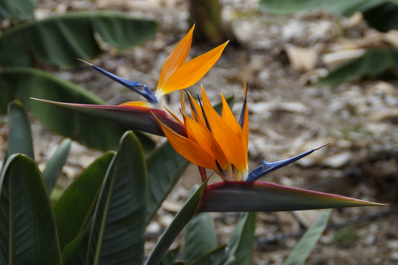 Strelizie, Papūgos Gėlė, Rojaus Paukščio Gėlė, Rojaus Gėlė, Strelitziaceae, Tropikai, Farbenpracht, Oranžinė, Dekoratyvinis Augalas, Caudata Šiltnamio Efektą Sukeliančių Spalva