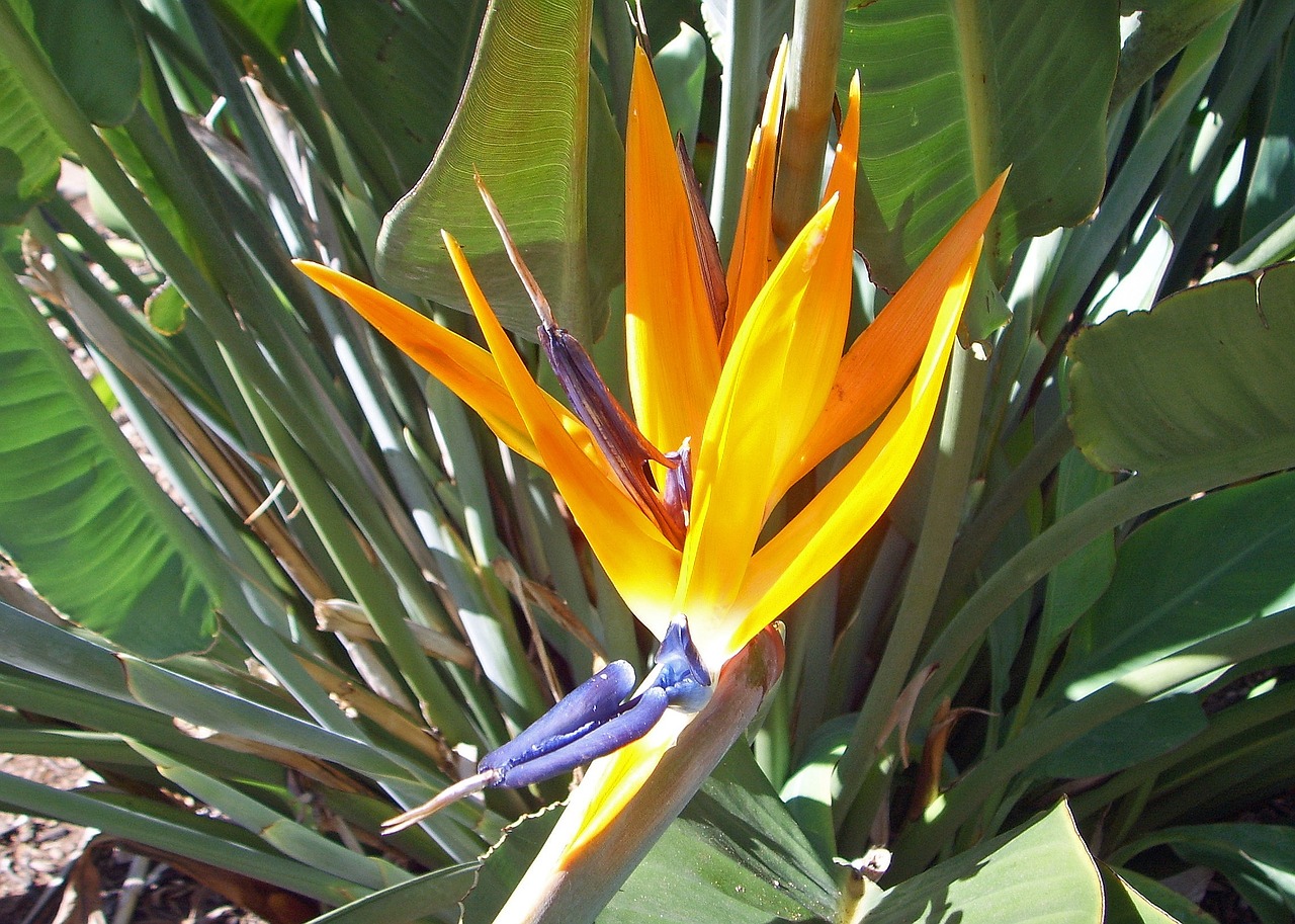 Strelizie, Rojaus Paukščio Gėlė, Caudata Šiltnamio Efektą Sukeliančių Ryškios Spalvos, Streliacija, Farbenpracht, Strelitziaceae, Uždaryti, Gėlė, Oranžinė, Nemokamos Nuotraukos