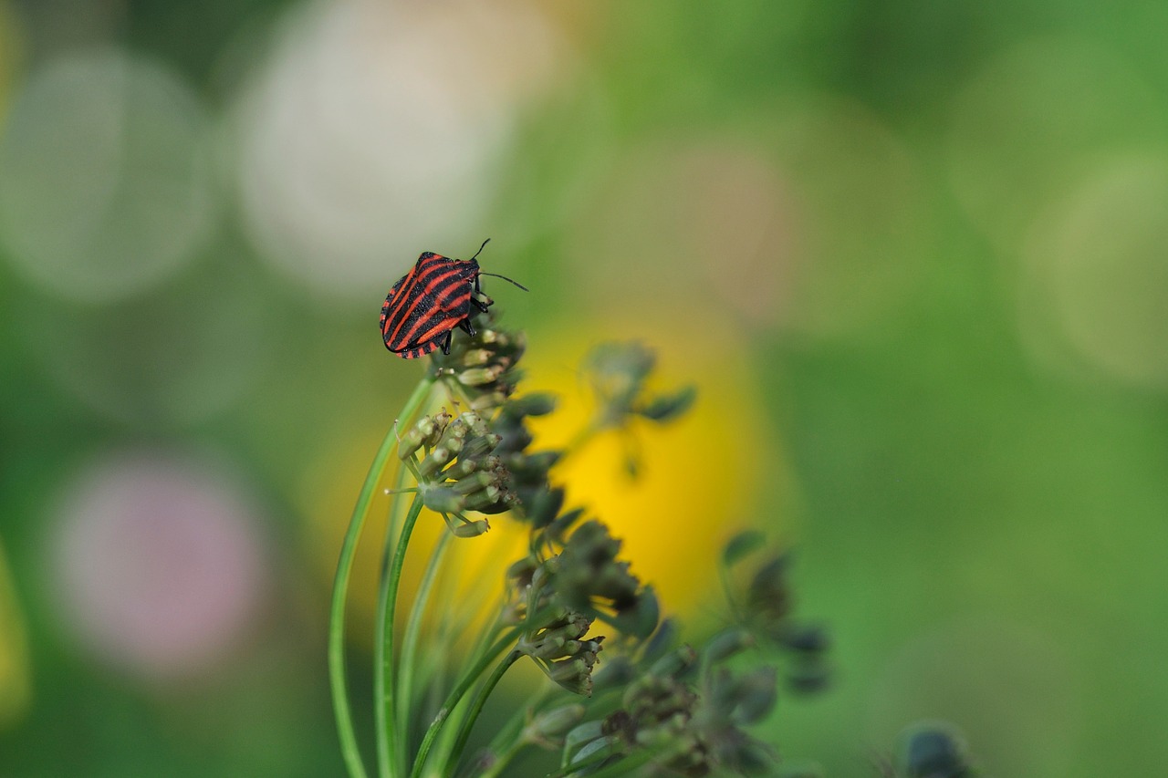 Juostos Triktis, Grafosoma Lineatum, Klaida, Pentatomidae, Vabzdys, Gyvūnas, Kompozitai, Foeniculum Vulgare Rubrum, Bronzos Pankolis, Uždaryti