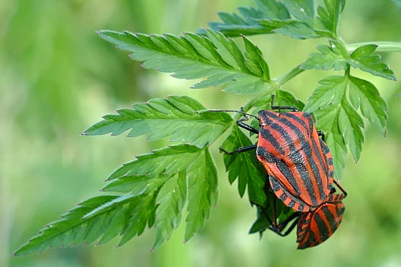 Juostos Klaidos, Vabzdys, Poravimas, Gamta, Fauna, Nemokamos Nuotraukos,  Nemokama Licenzija