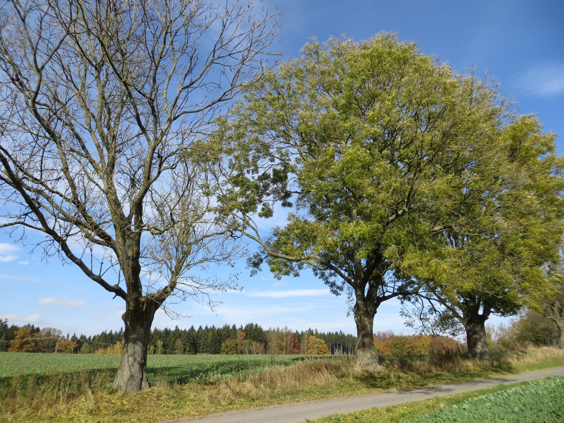 Картас фото. Картас Южный дерево. Каркас Южный (Celtis Australis). Дерево Картас кедр. Картас дерево друидов.