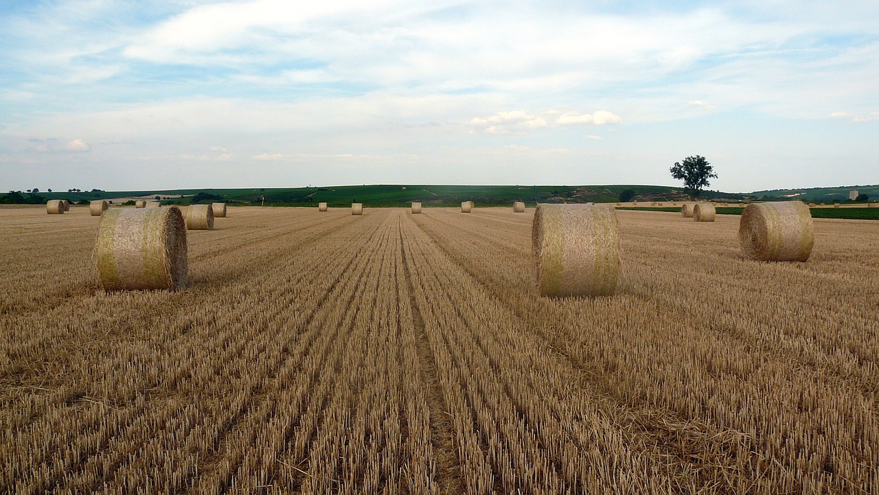 Kiškis, Šiaudų Ritiniai, Šiaudai, Nierstein, Rutuliai, Derlius, Grūdai, Žemdirbystė, Šiaudai, Nemokamos Nuotraukos