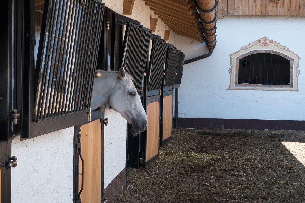 Stud, Reiterhof, Lipizzaner, Reitstall, Sodyba, Arklys, Arklio Veislė, Nemokamos Nuotraukos,  Nemokama Licenzija