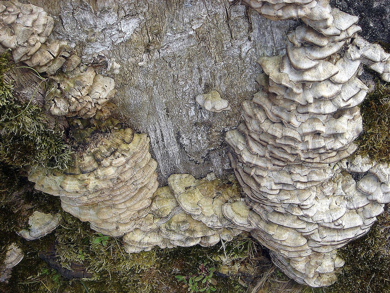 Kumpas, Senas, Nugalėjo, Medis, Grybelis, Klasteris, Polypore, Nemokamos Nuotraukos,  Nemokama Licenzija