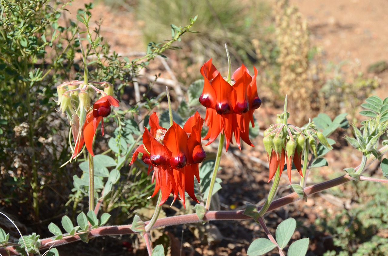 Sturto Dykumos Žirnis, Dykumos Žirnis, Gėlė, Gėlių, Flora, Australian, Gamta, Gimtoji, Nemokamos Nuotraukos,  Nemokama Licenzija