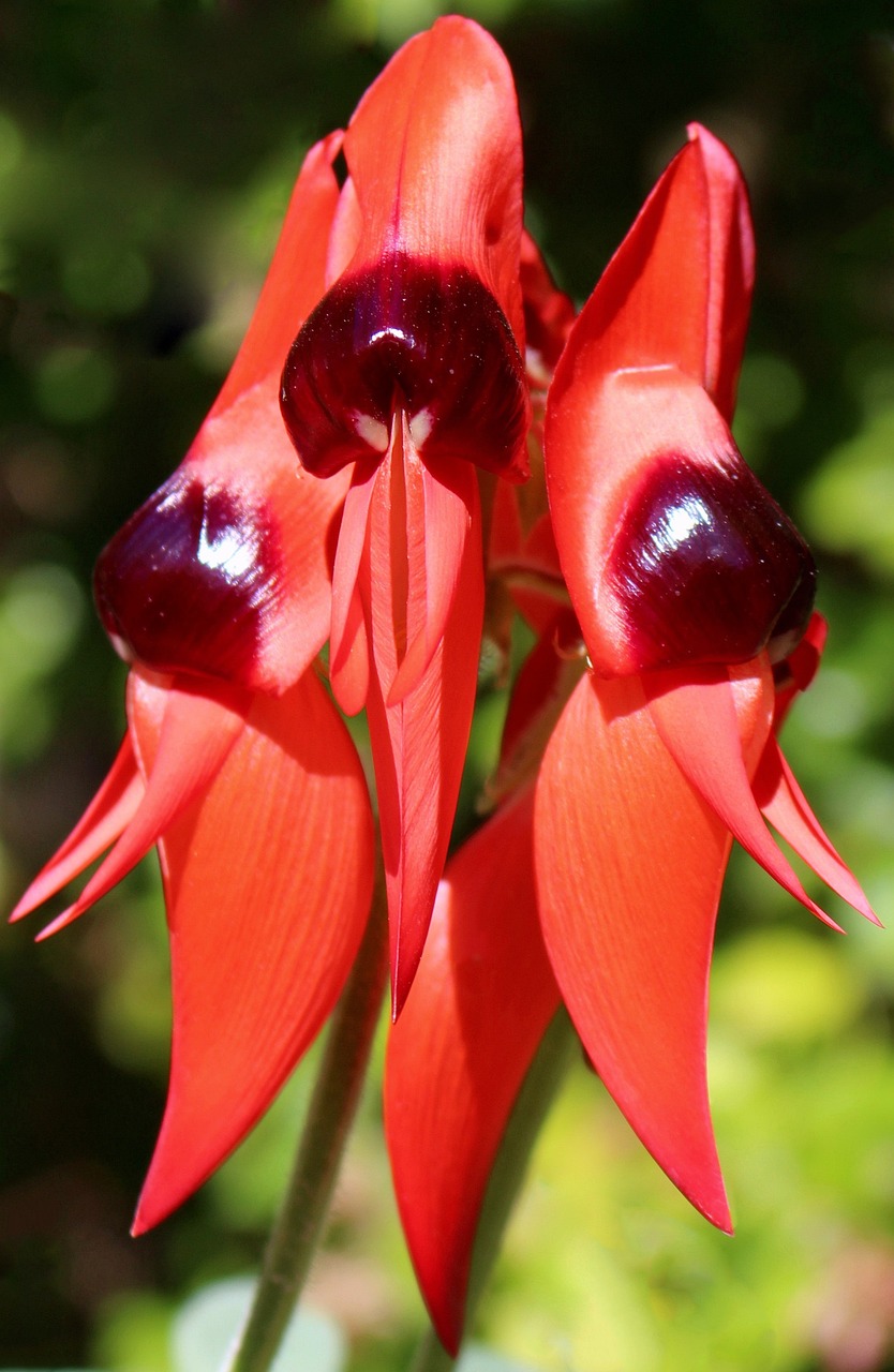 Sturto Dykumos Žirnis, Gėlių Simbolika, Pietų Australija, Gėlės, Raudona, Juoda, Swainsona Formosa, Gamta, Flora, Australia