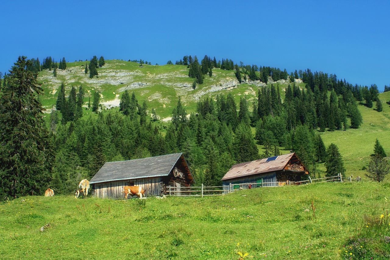 Styria, Austria, Kraštovaizdis, Vaizdingas, Kalnas, Hillside, Miškas, Medžiai, Galvijai, Ūkis