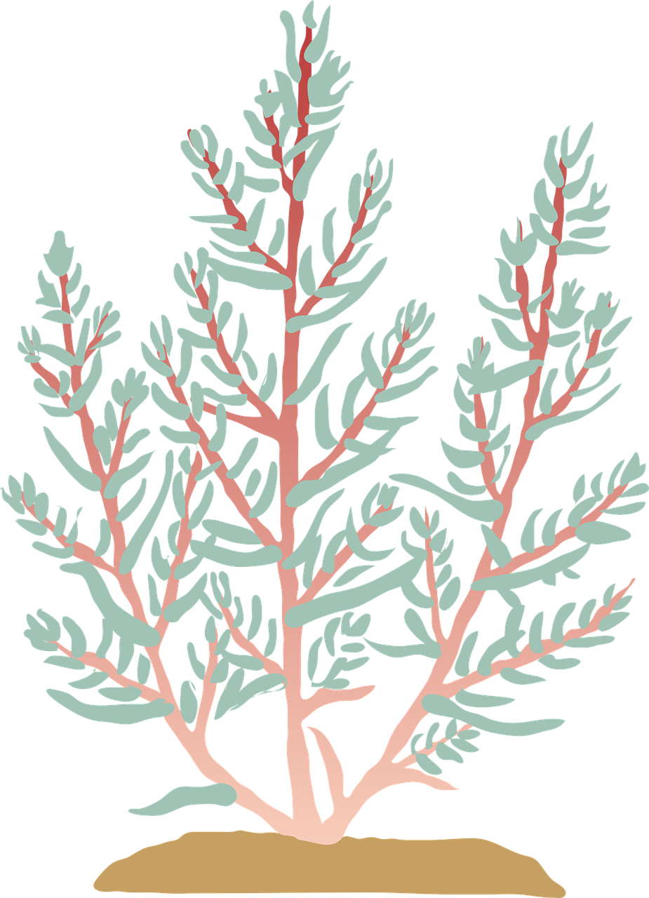 Suaeda, Suaeda Patiekalas, Druskos Augalas, Daržovių, Nemokama Vektorinė Grafika, Nemokamos Nuotraukos,  Nemokama Licenzija