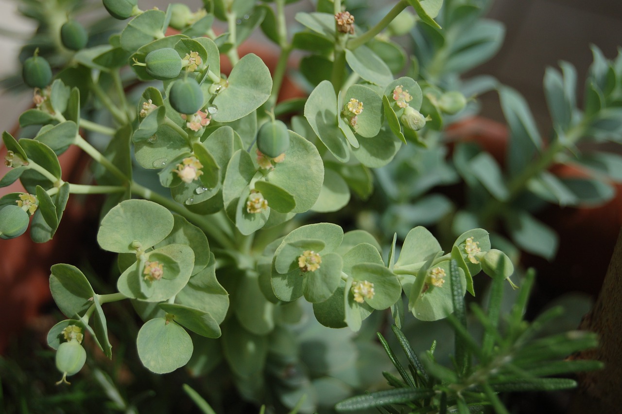 Sultingi Augalų,  Euphorbia, Nemokamos Nuotraukos,  Nemokama Licenzija