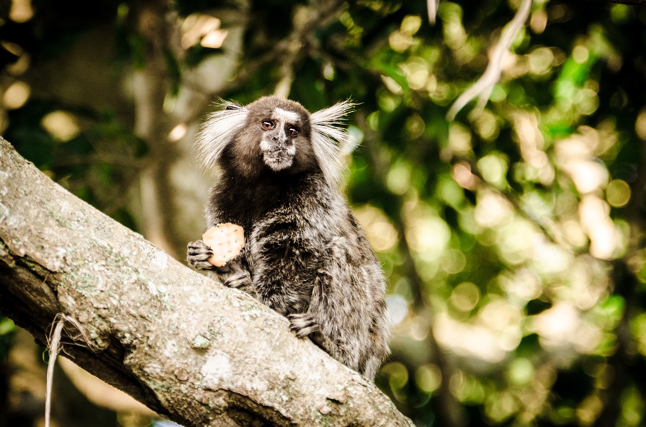 Cukraus Kepsnys Cukraus Kepalas, Rio De Janeiro Brazilija Cukraus Duonos Kompleksas, Paplūdimys, Jūra, Kabelis, Turistų Atrakcija, Turizmas, Urca, Važiuoti, Guanabaros Įlanka