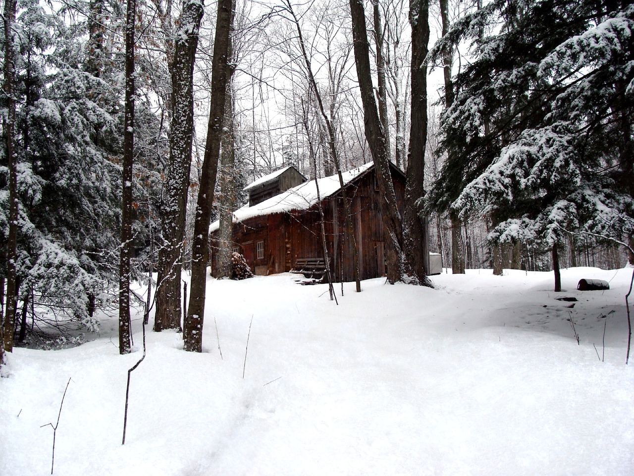 Cukraus Juodasis, Klevų Sirupas, Miškas, Miškai, Sniegas, Žiema, Cukrus, Sap, Sirupas, Shack