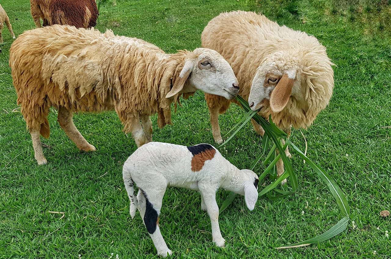 Cukranendrė,  Valgymas,  Avys,  Šeima,  Žolė,  Ūkis,  Ėriena,  Ram,  Avelė,  Maistas