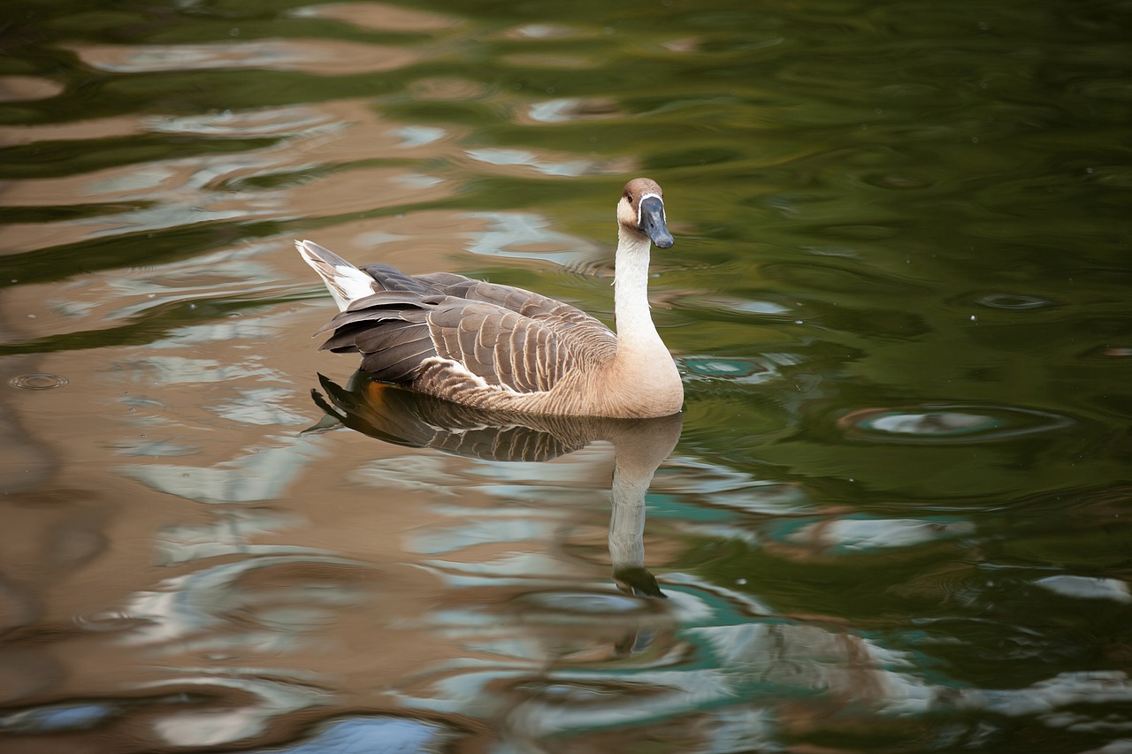 Suhonos, Anser Cygnoides, Būrys Anseriformes, Ančių Šeima, Nemokamos Nuotraukos,  Nemokama Licenzija