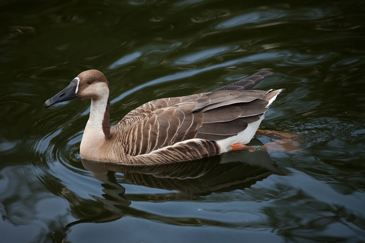 Suhonos, Anser Cygnoides, Būrys Anseriformes, Ančių Šeima, Nemokamos Nuotraukos,  Nemokama Licenzija