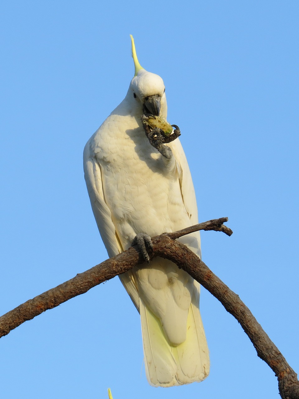 Sieros Raugintos Kakados, Cacatua Galerita, Fauna, Paukščiai, Paukštis, Australia, Papūgos, Plunksnos, Balta, Geltona