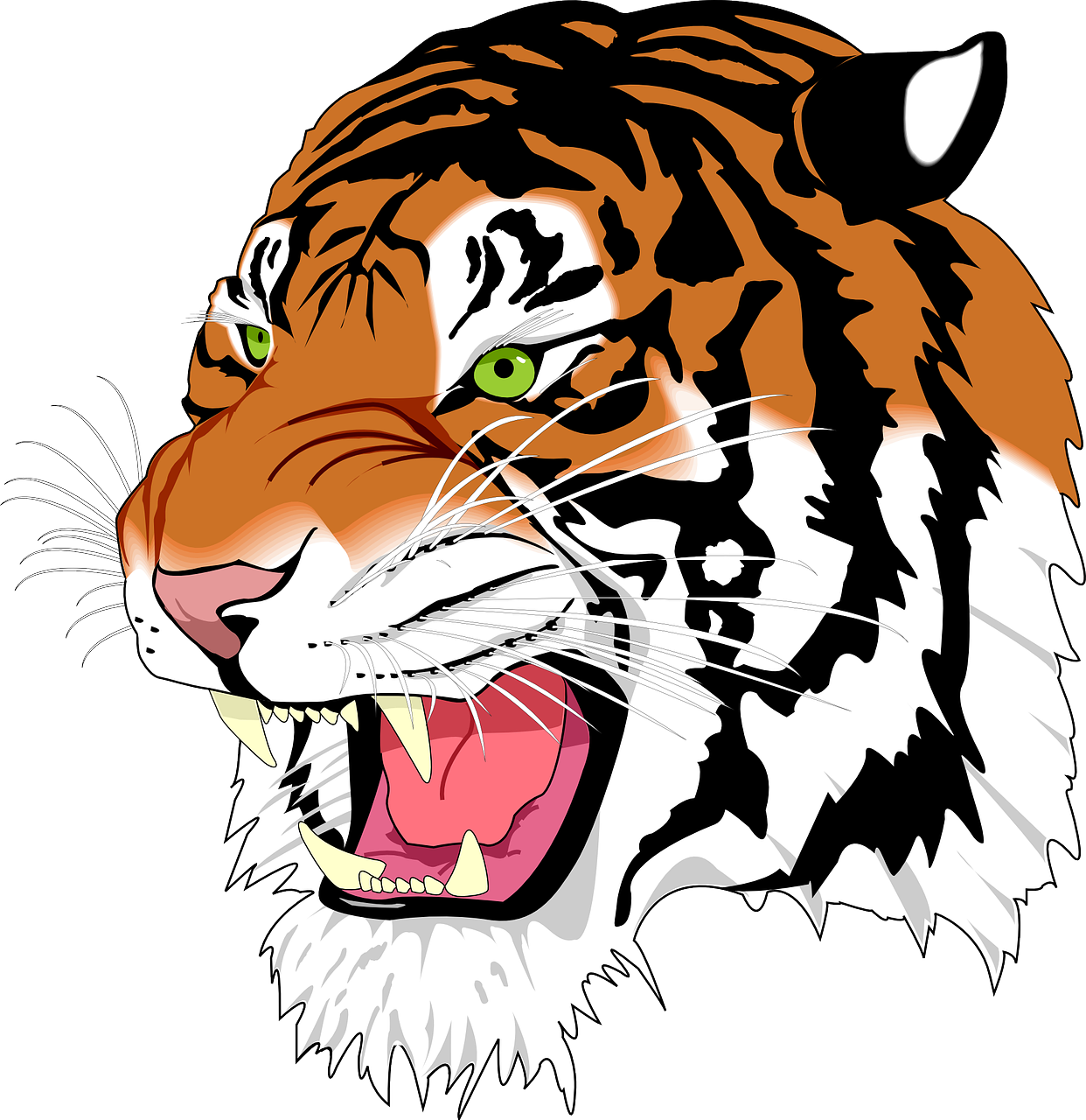 Sumatrano Tigras, Tigras, Žmogus-Eateras, Wildcat, Plėšrūnas, Mėsėdis, Žinduolis, Laukiniai, Gyvūnas, Ūsai