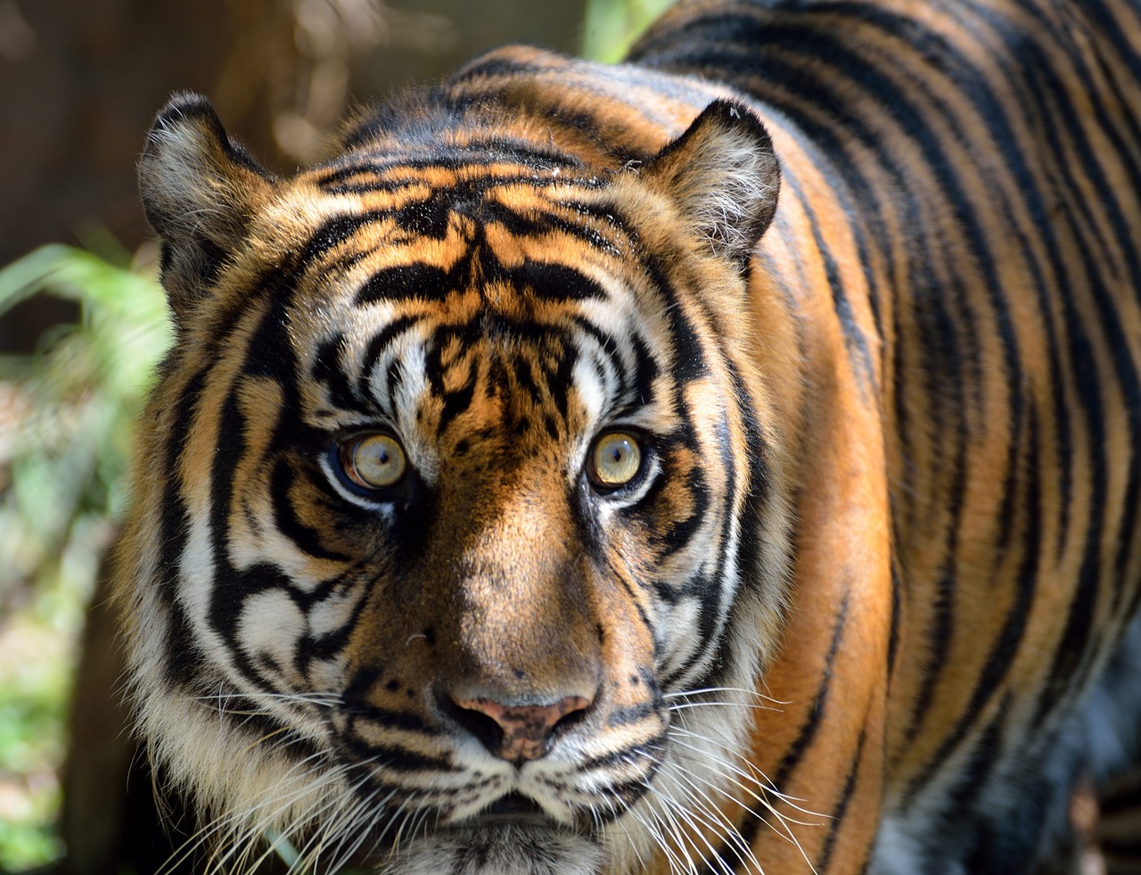 Sumatrano Tigras, Katė, Didelis, Tigras, Laukinė Gamta, Gyvūnai, Žinduolis, Kačių, Laukiniai, Mėsėdis