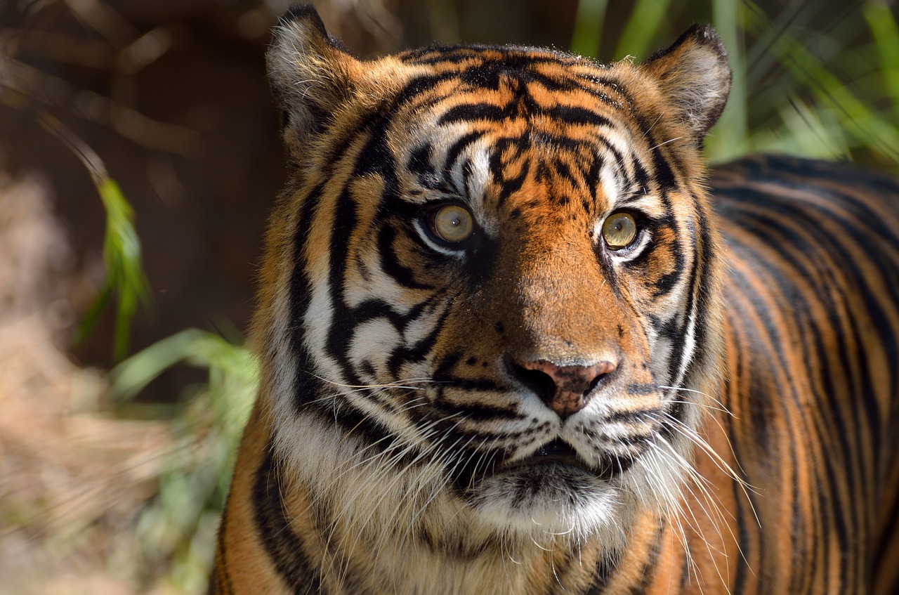 Sumatrano Tigras, Laukinė Gamta, Katė, Žinduolis, Gyvūnas, Mėsėdis, Kačių, Dryžuotas, Plėšrūnas, Panthera