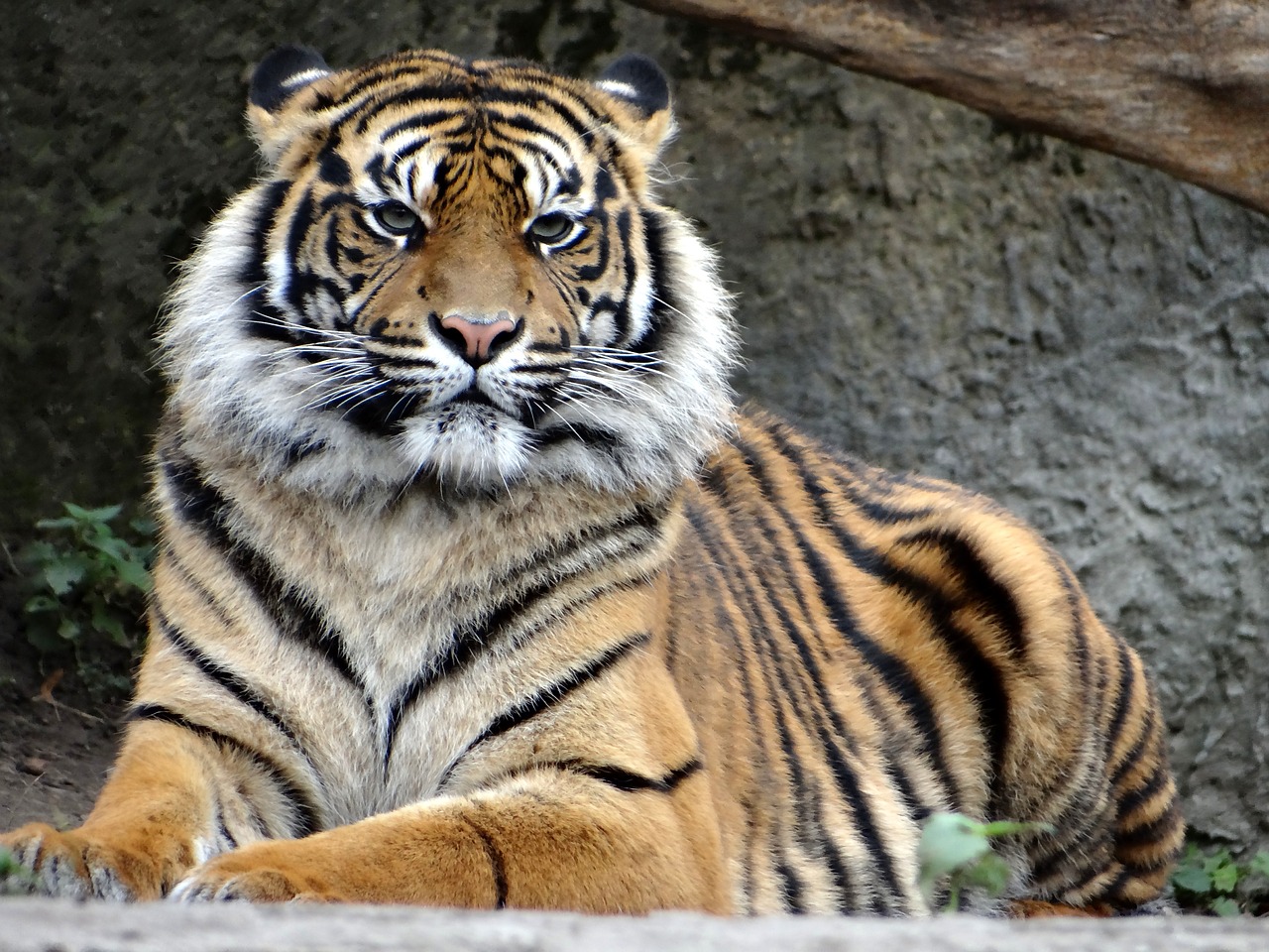 Sumatrano Tigras, Gamta, Plėšrūnas, Tigras, Žinduolis, Katė, Katės Akys, Didybė, Laukinis Katinas, Laukiniai Katinai