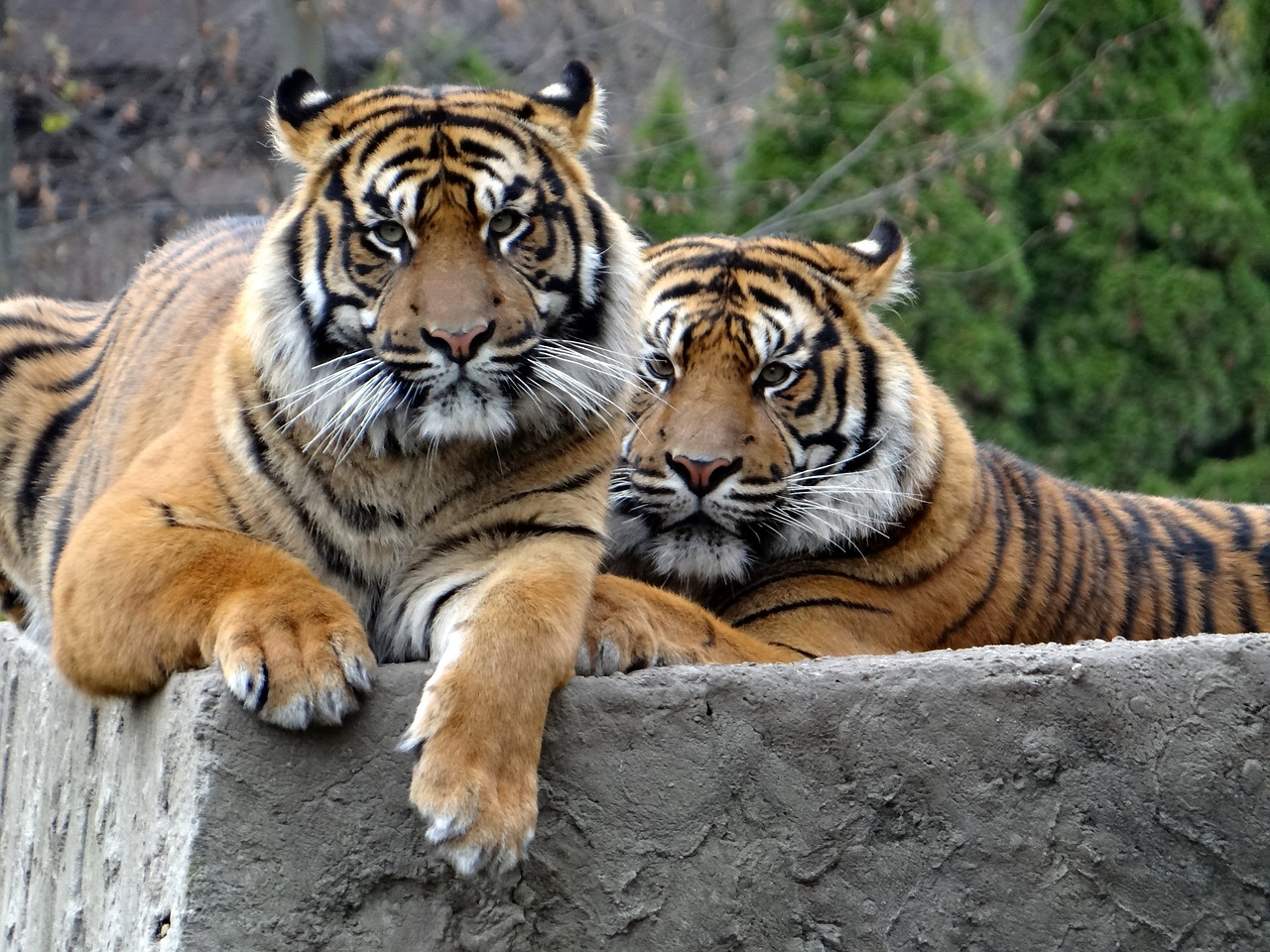 Sumatrano Tigras, Gamta, Plėšrūnas, Tigras, Žinduolis, Katė, Katės Akys, Didybė, Laukinis Katinas, Laukiniai Katinai