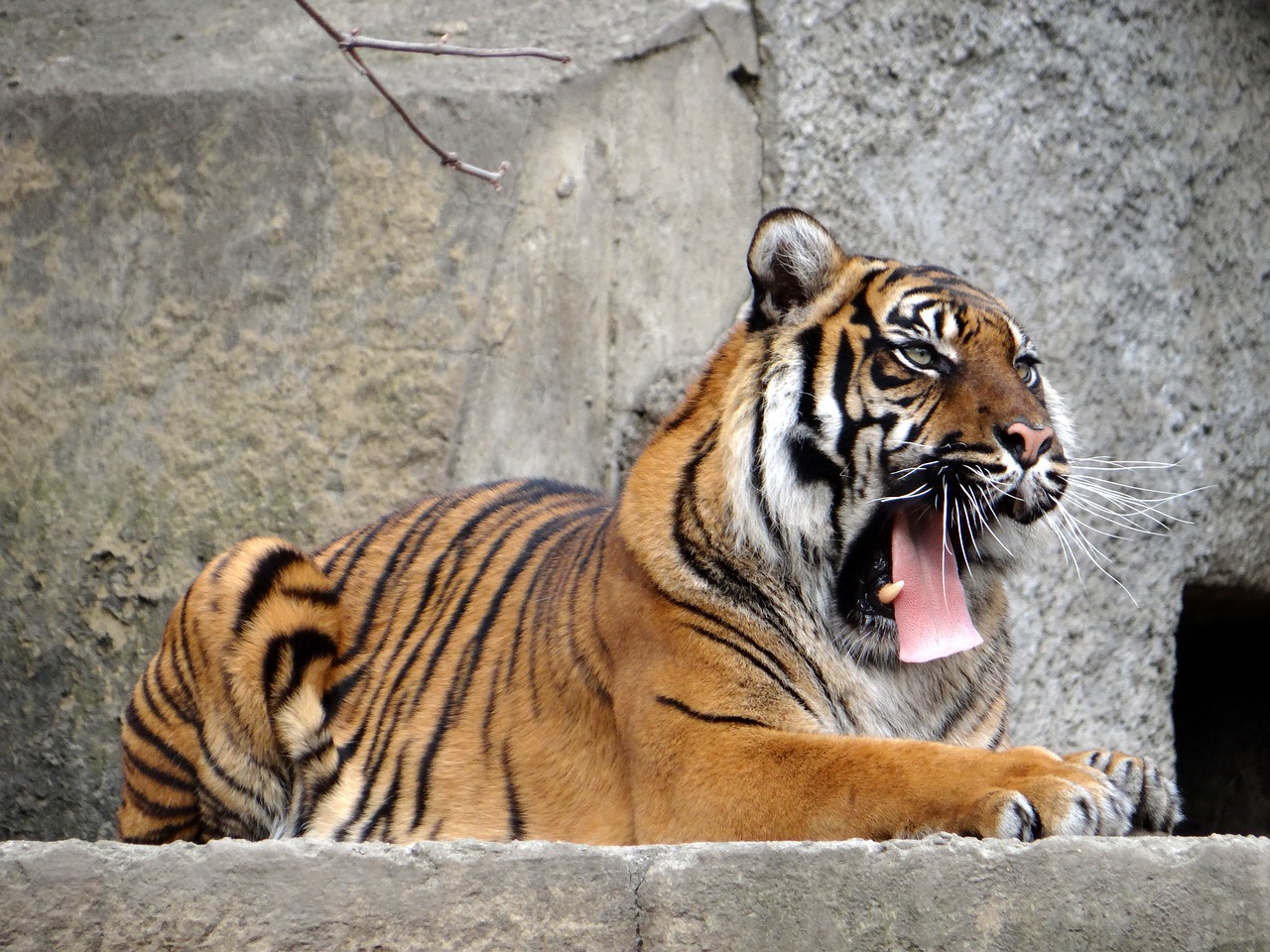 Sumatrano Tigras, Gamta, Plėšrūnas, Tigras, Laukiniai Katinai, Didybė, Žinduoliai, Zoologijos Sodas, Juostos, Laukinis Katinas
