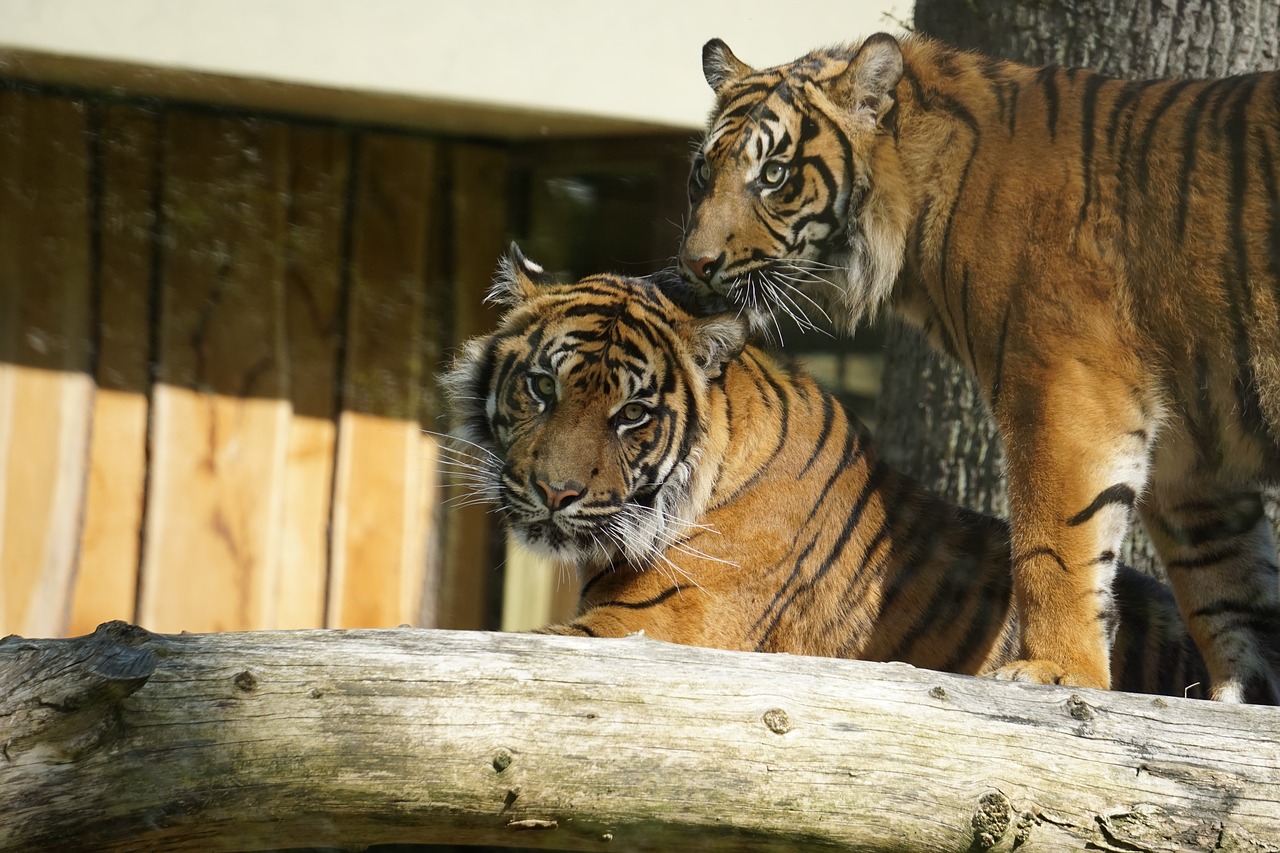 Sumatran Tigras,  Didelė Katė,  Tigras,  Predator,  Zoo,  Žinduolis,  Laukinis Gyvūnas,  Pavojinga,  Kailiai,  Laukinis