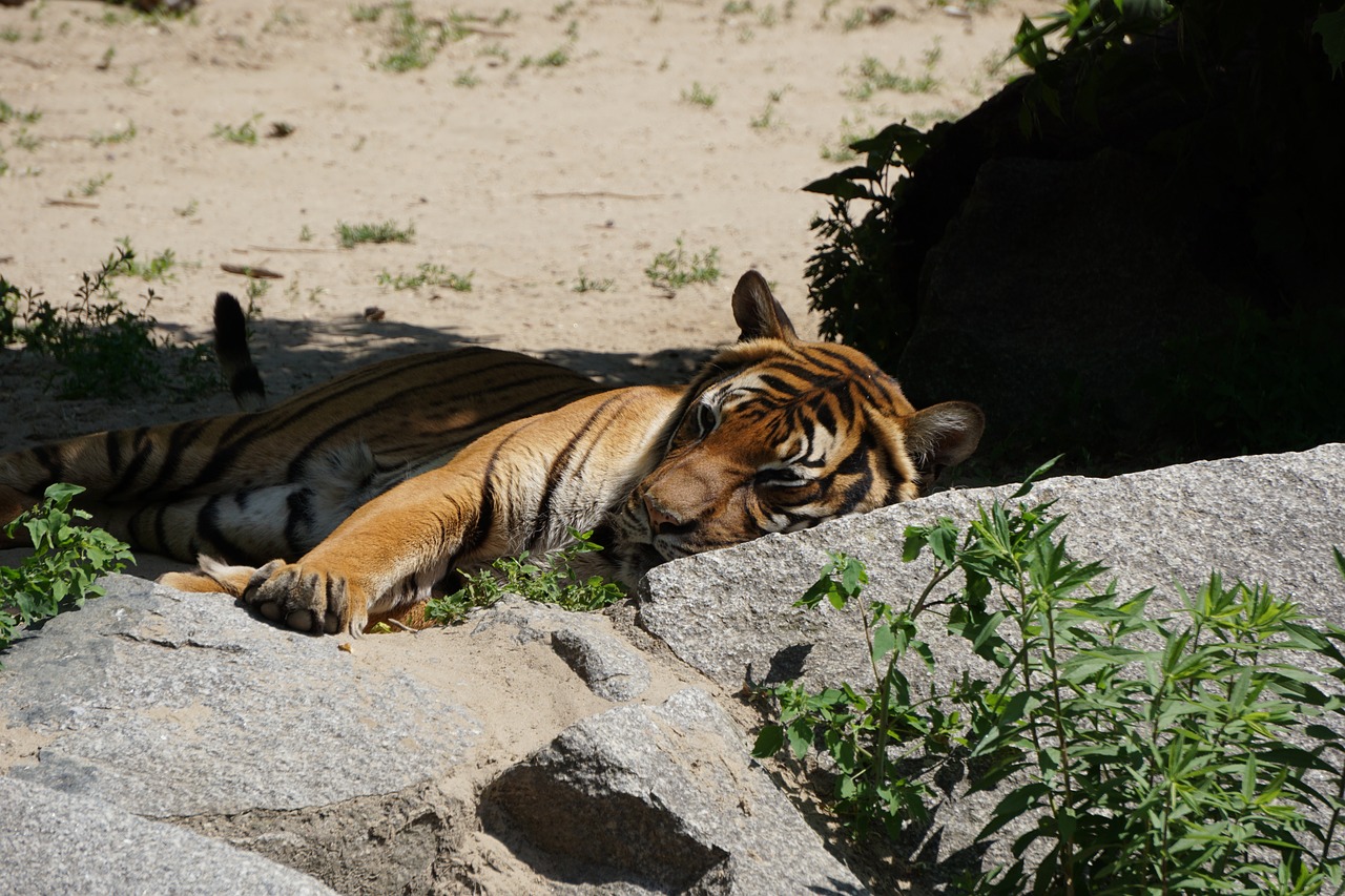 Sumatran Tigras,  Tigras,  Predator,  Zoo,  Pavojinga,  Didelė Katė,  Mėsėdžiai,  Gyvūnas,  Laukinė Katė, Nemokamos Nuotraukos