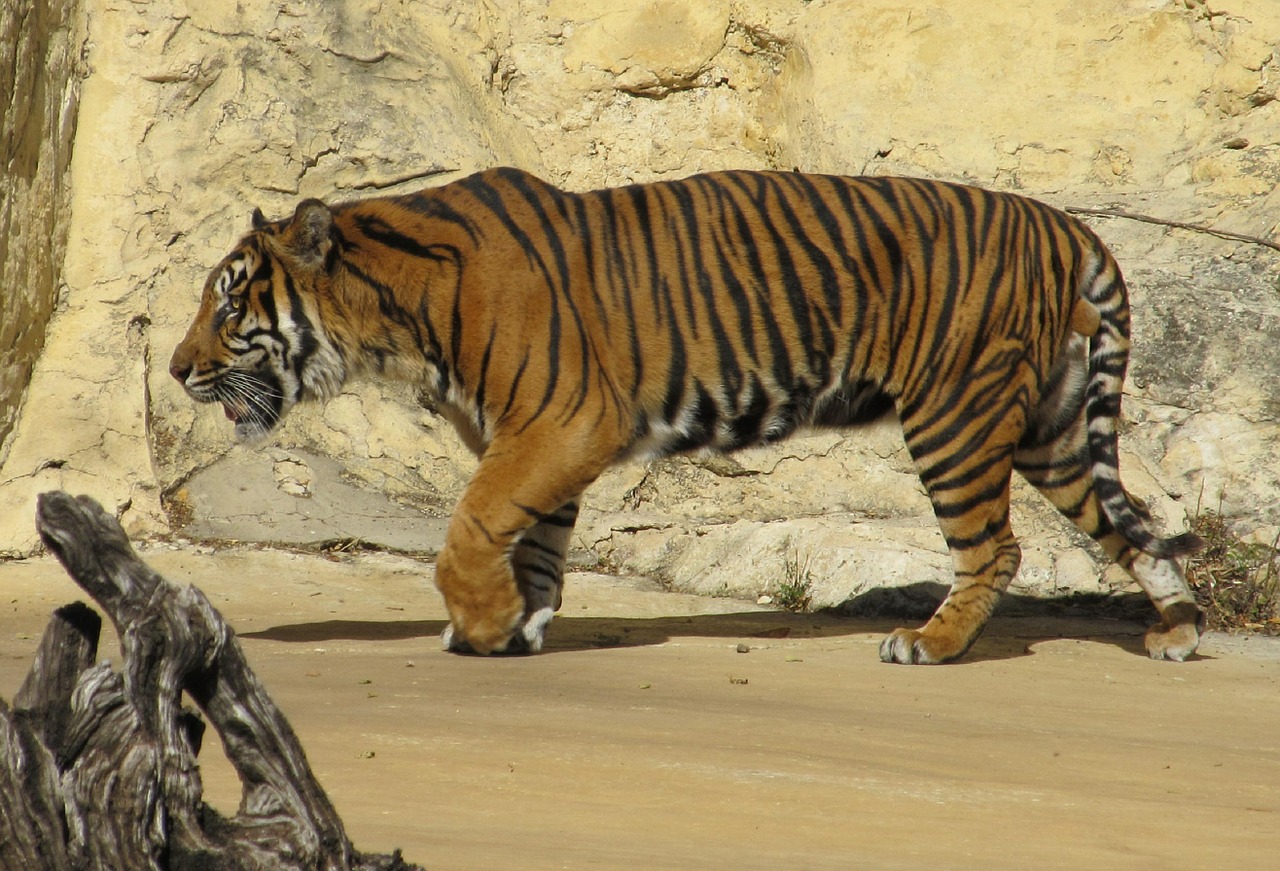 Sumatrano Tigras, Tigras, Didelė Katė, Mėsėdis, Žinduolis, Juostelės, Gyvūnas, Nemokamos Nuotraukos,  Nemokama Licenzija