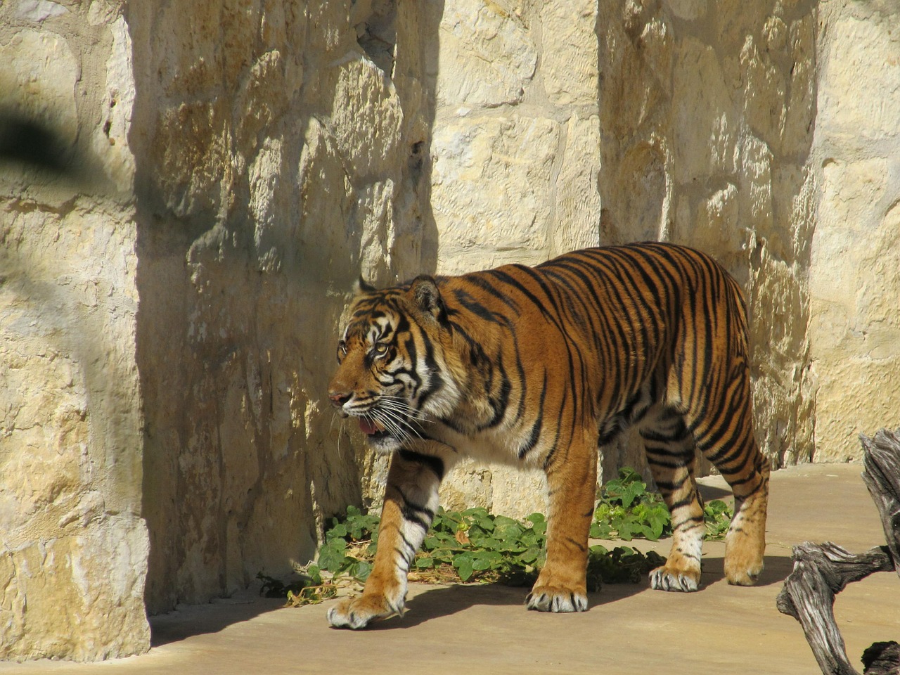 Sumatrano Tigras, Didelė Katė, Tigras, Juostelės, Katė, Žinduolis, Mėsėdis, Sumatra, Indonezija, San Antonio