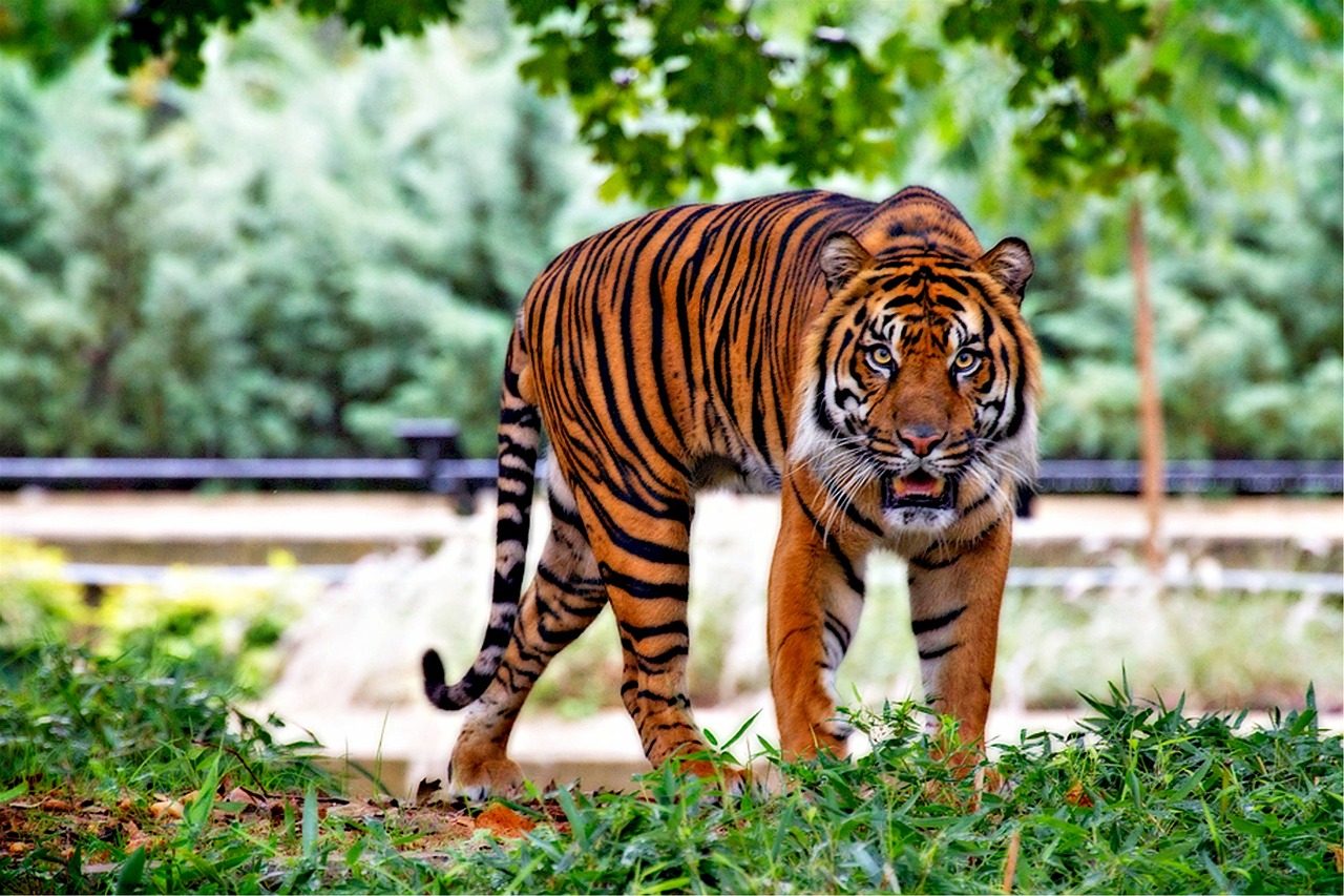 Sumatrano Tigras, Tigras, Didelė Katė, Juostelės, Vaikščioti, Plėšrūnas, Nykstantis, Zoologijos Sodas, Kailis, Gamta