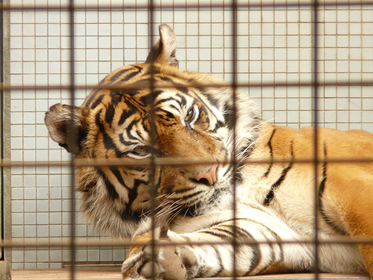 Sumatrano Tigras, Tigras, Narve, Nelaisvė, Zoologijos Sodas, Įkalintas, Katė, Plėšrūnas, Pavojingas, Nemokamos Nuotraukos