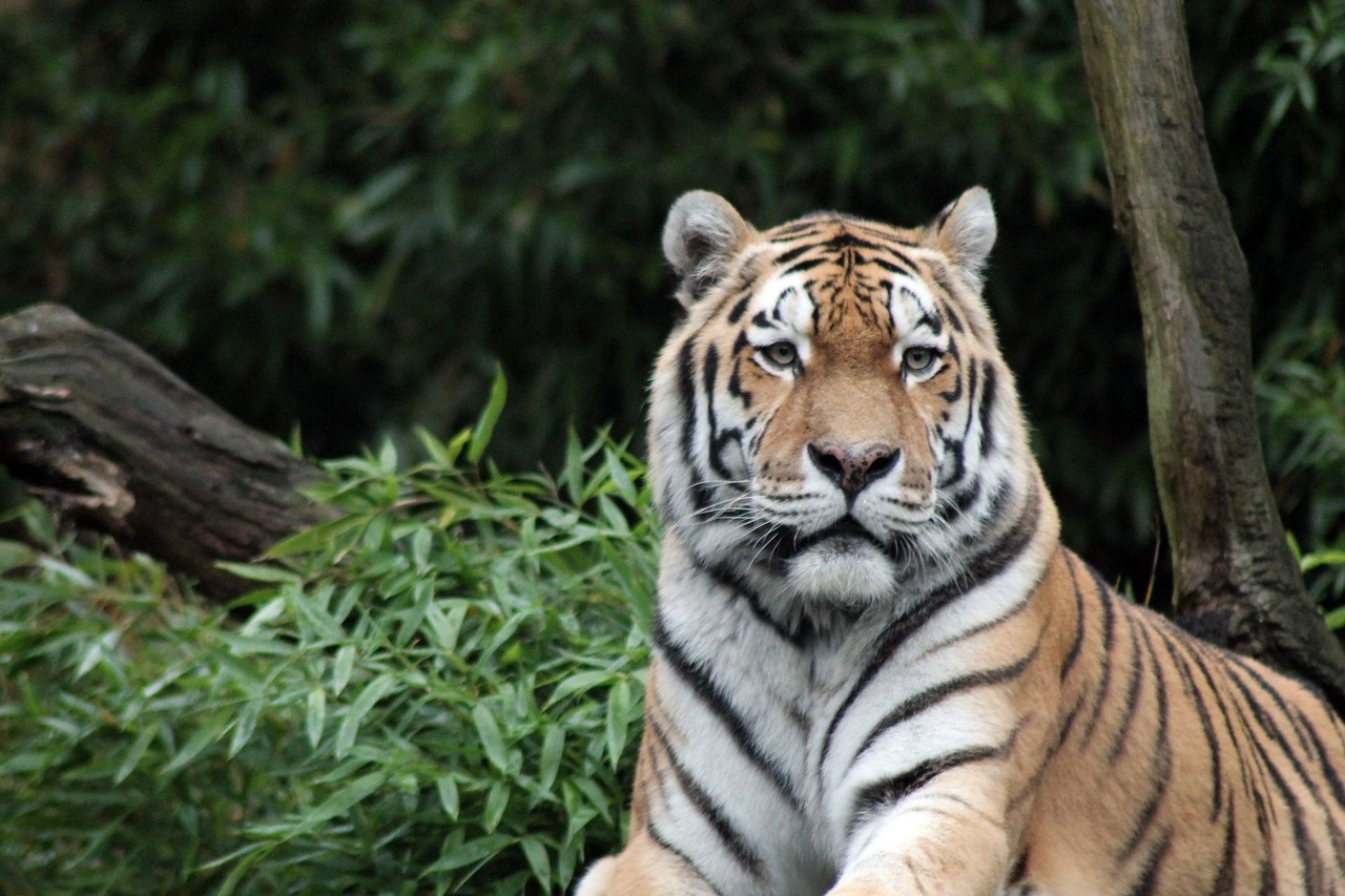 Sumatrano Tigras, Atogrąžų Miškai, Nykstančios Rūšys, Katė, Plėšrūnas, Dykuma, Didelė Katė, Gresia Pavojus, Gyvūnas, Nemokamos Nuotraukos