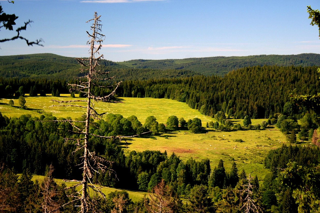 Šumava, Kraštovaizdis, Gamta, Miškai, Nemokamos Nuotraukos,  Nemokama Licenzija