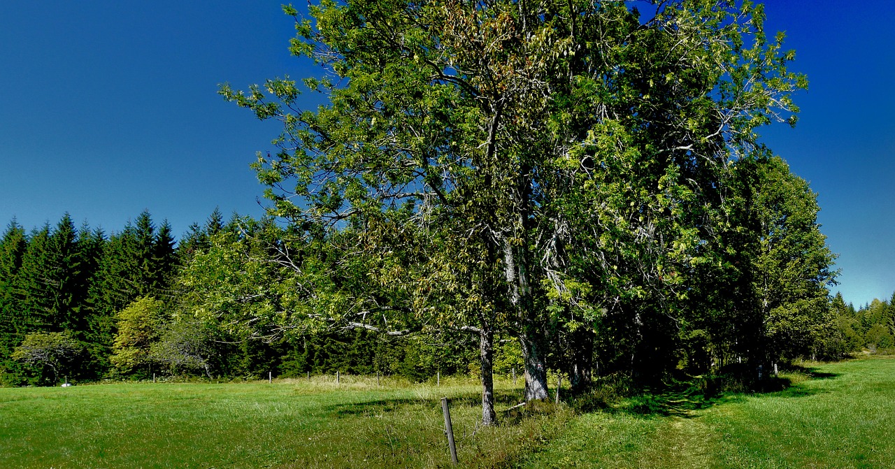 Šumava, Kraštovaizdis, Taika, Turizmas, Nemokamos Nuotraukos,  Nemokama Licenzija