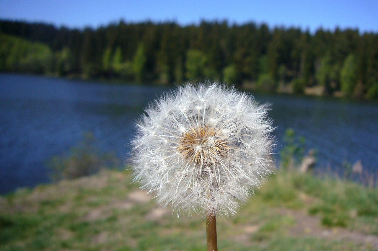 Vasara, Saulėtas, Saulės Gėlė, Viešas Įrašas, Flora, Gėlės, Saulė, Lapai, Filialas, Gamta